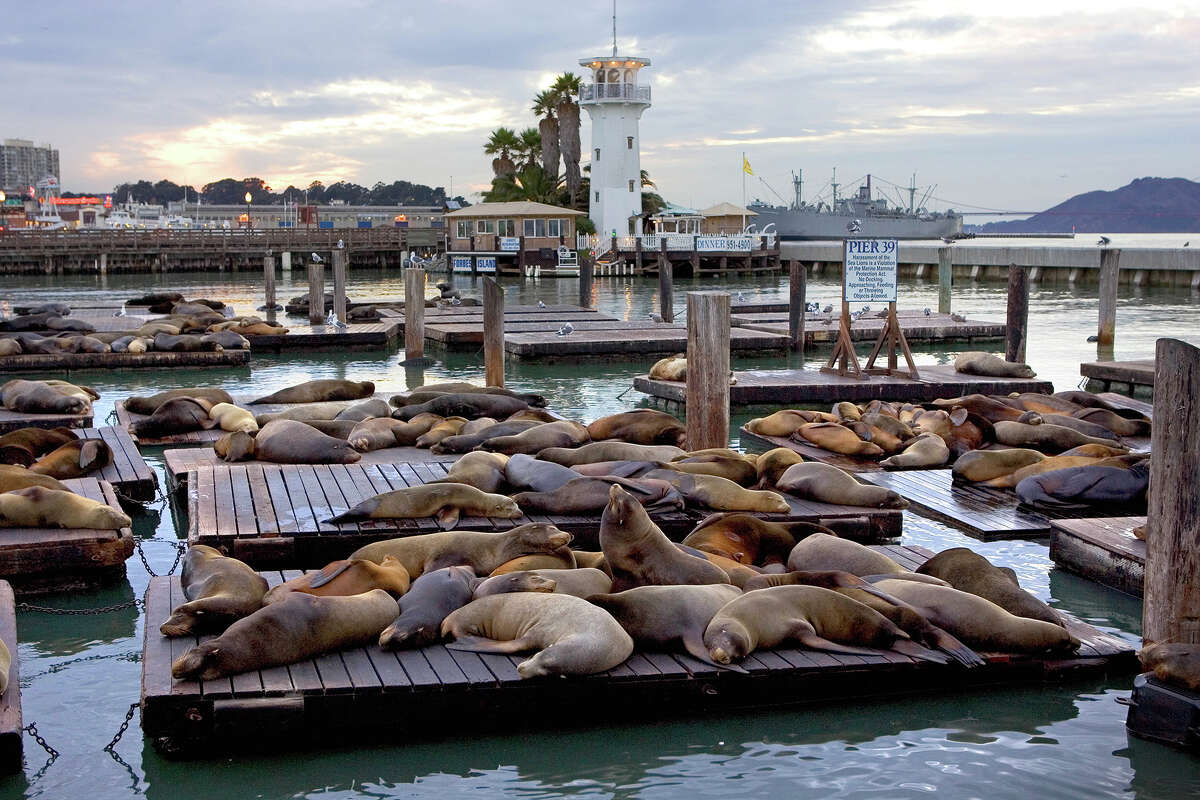 Los leones marinos de California descansan en balsas flotantes en el Muelle 39, en San Francisco.