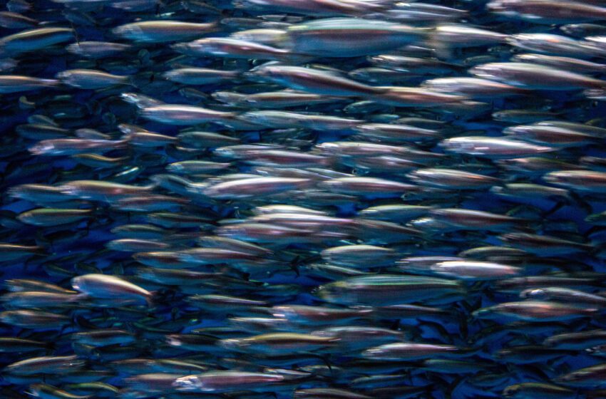  ‘Desorden grave y maloliente’: Miles de anchoas cubren la costa del Área de la Bahía