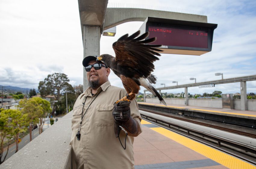  Pac-Man, el halcón que lucha contra el problema de las palomas en la estación BART del Área de la Bahía