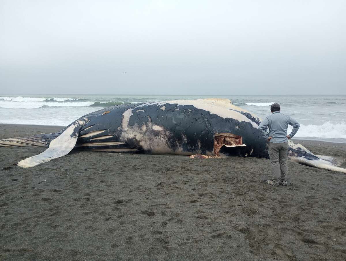 La ballena jorobada encontrada varada en Sharp Park Beach en Pacifica. 
