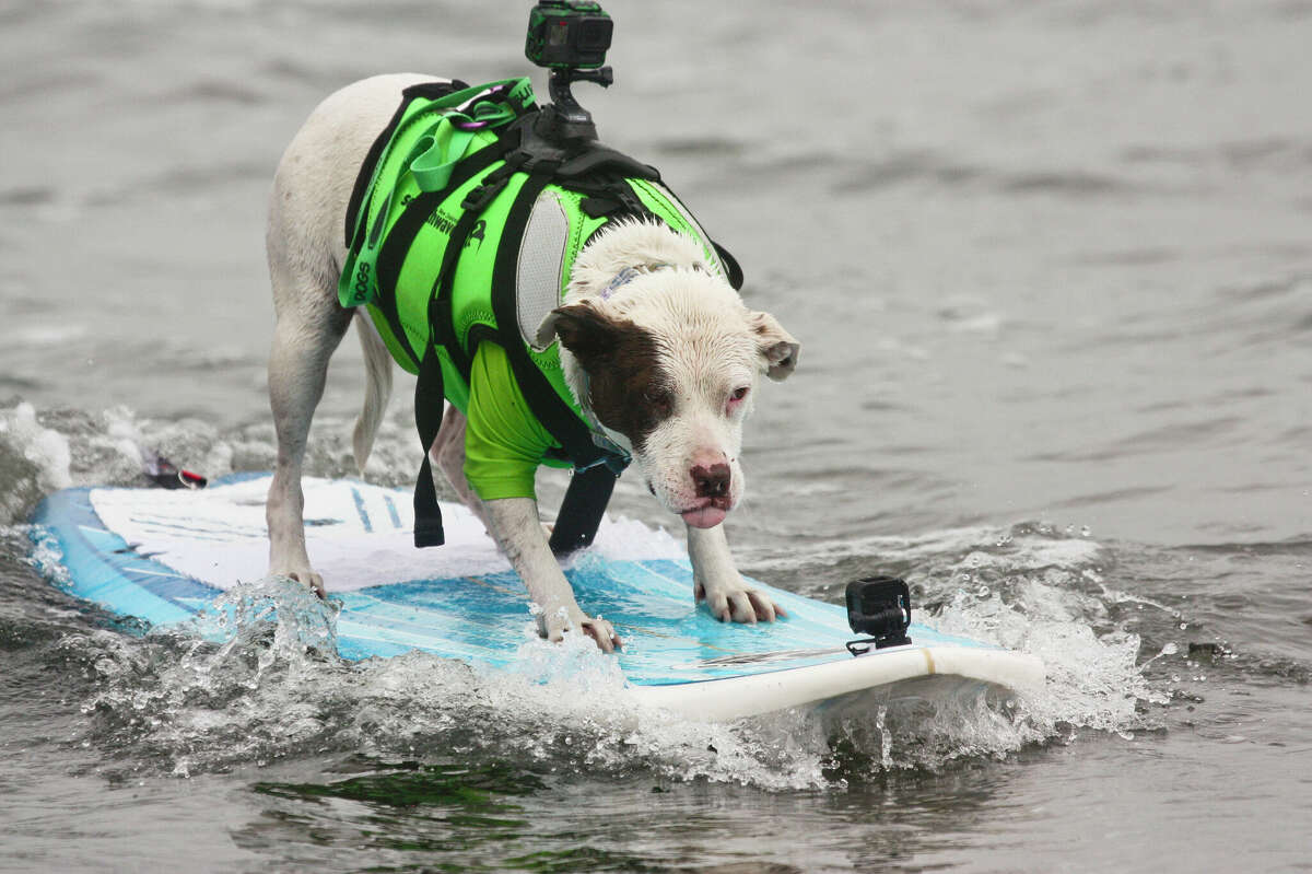 El Campeonato Mundial de Surf para Perros se llevará a cabo el 6 de agosto en Pacifica, California.