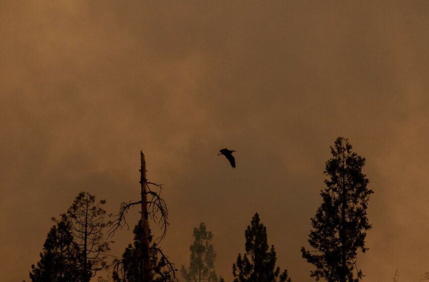  Aviso de calidad del aire emitido como humo de Oak Fire cerca de Yosemite pronosticado para llegar al Área de la Bahía de San Francisco