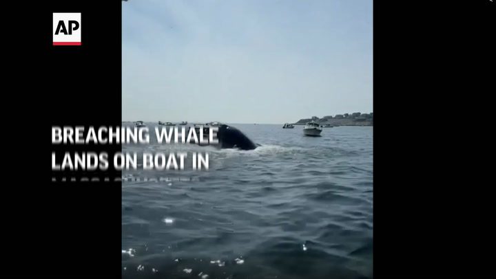  El golpe de la ballena: Una ballena jorobada que salta sobre un barco; no hay heridos