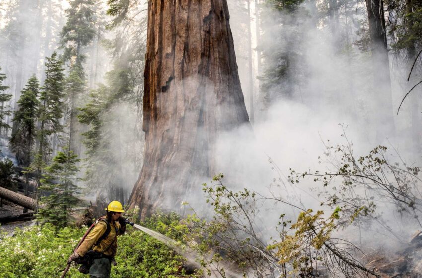  El incendio de Yosemite crece mientras los equipos protegen las icónicas secuoyas
