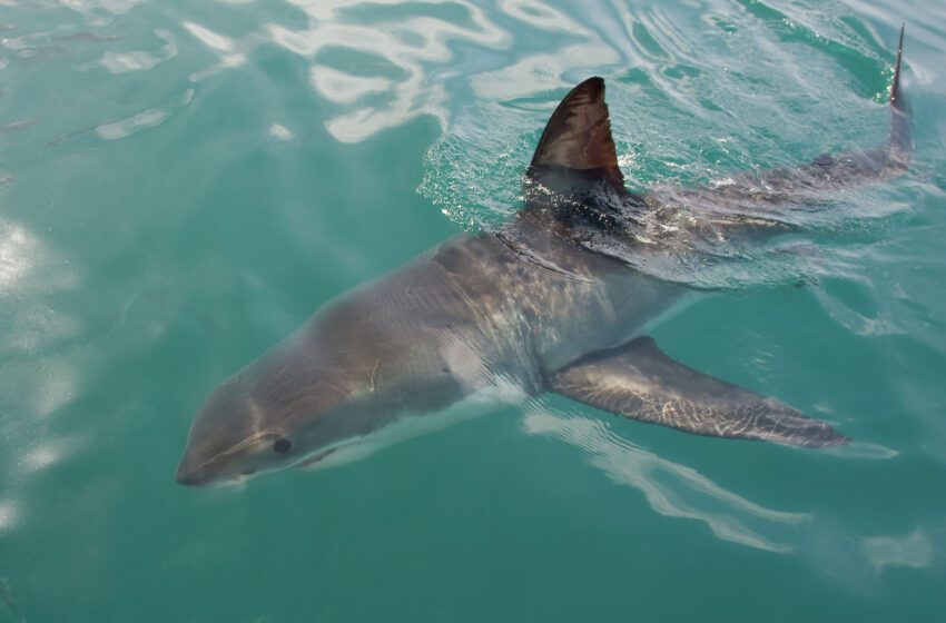  El tiburón que mordió a un hombre en la bahía de Monterey era un gran blanco de 4 metros de largo, según los expertos