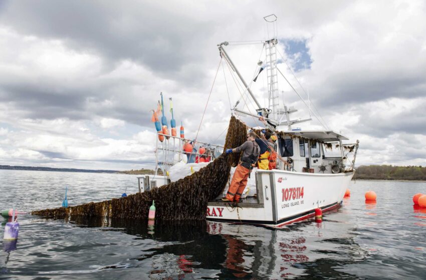  Las algas marinas ayudan a los pescadores de langostas de Maine a capear la tormenta del cambio climático
