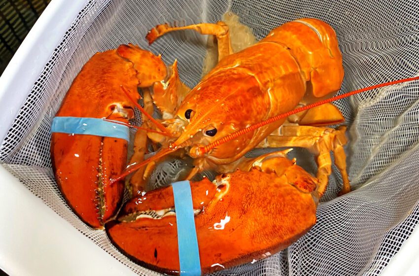  Los trabajadores de Red Lobster se salvan del queso cheddar, la rara langosta naranja