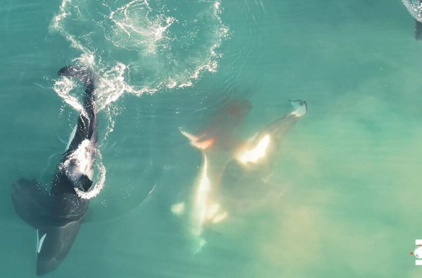  Mira esta impresionante grabación de ballenas orcas matando a un gran tiburón blanco