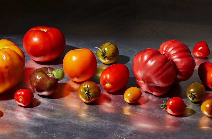  Sí, puedes refrigerar los tomates, si lo haces bien.