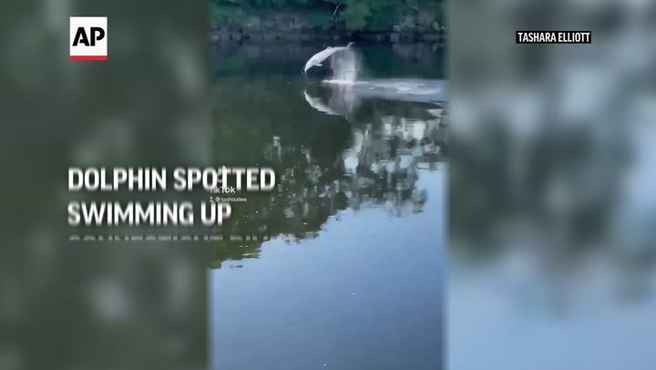  Un delfín extraviado es visto nadando en un río en Connecticut