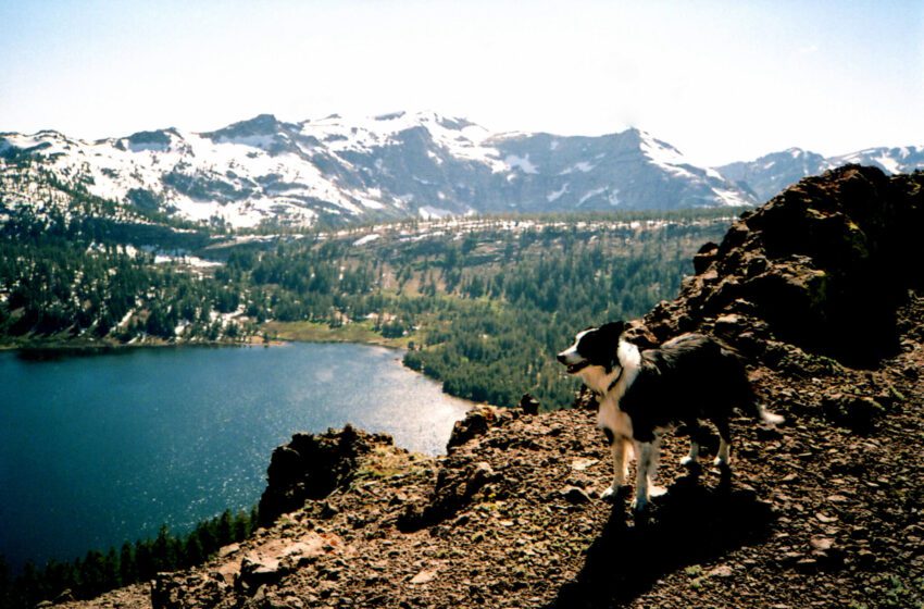  Un perro guía al equipo de rescate hasta su dueño herido que acampa en el Bosque Nacional de Tahoe