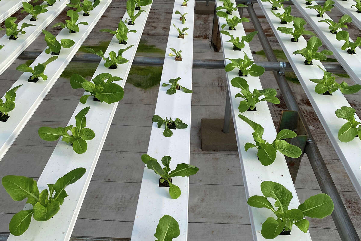 Los productos de Sensei Farms se cultivan hidropónicamente en invernaderos con clima controlado utilizando un 90 % menos de agua que la agricultura tradicional. 