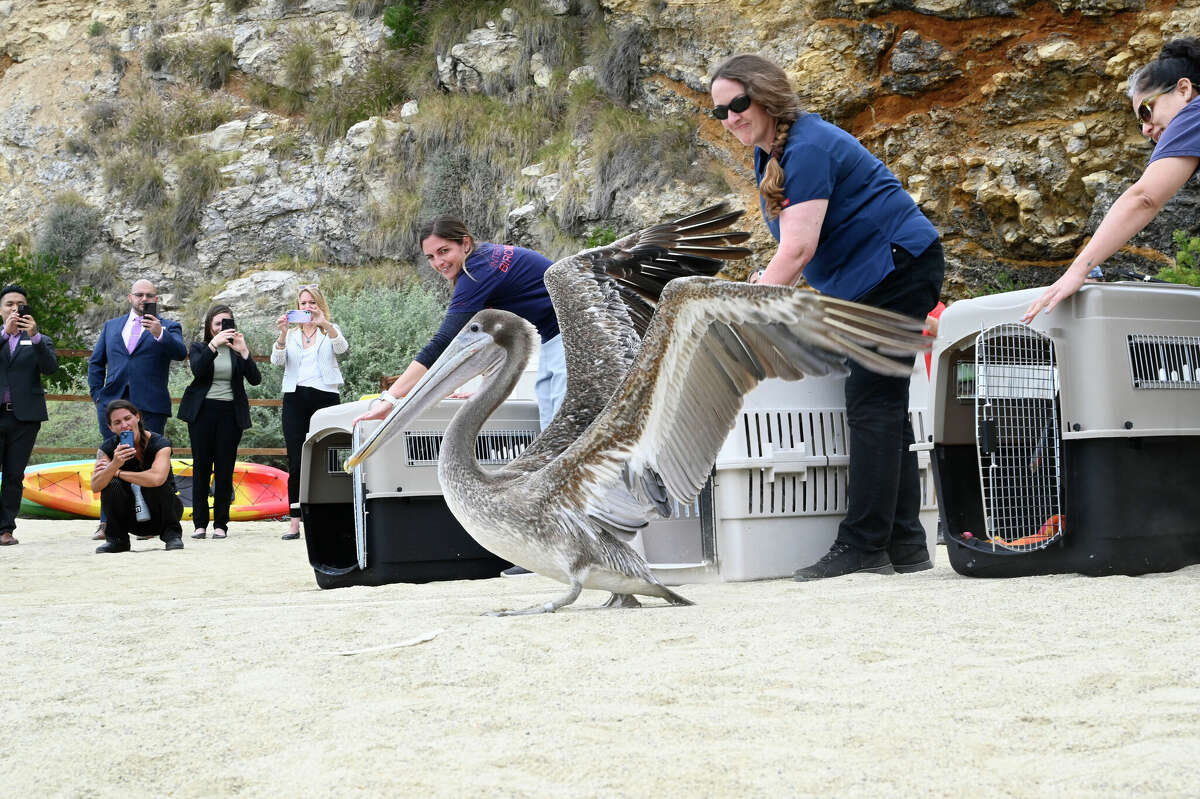 El personal del Centro de Vida Silvestre de Los Ángeles de International Bird Rescue en San Pedro liberó a seis pelícanos pardos rehabilitados en la naturaleza en Rancho Palos Verdes el miércoles 8 de junio de 2022. 