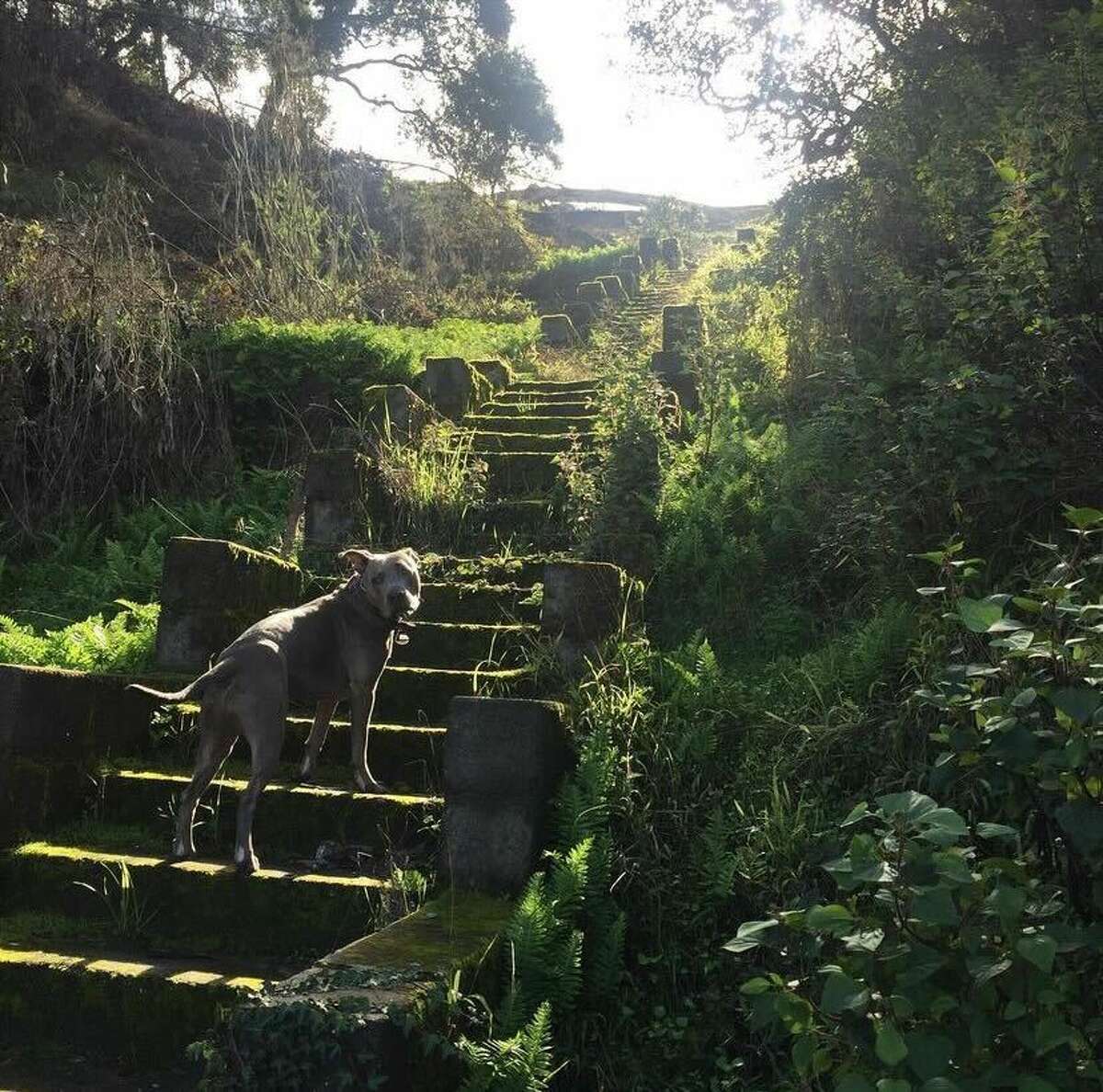 El perro del autor sube las ruinas de una escalera de hormigón en Yerba Buena en 2020.