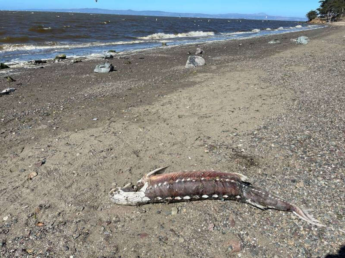 Un cadáver de esturión blanco visto en Coyote Point el 23 de agosto de 2022. 