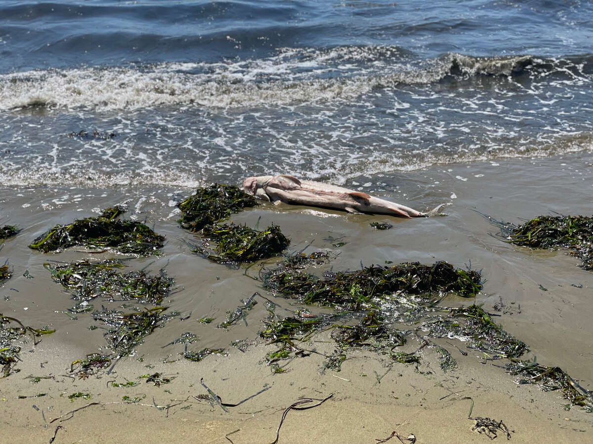Un esturión muerto justo al norte de Keller Beach en Richmond.