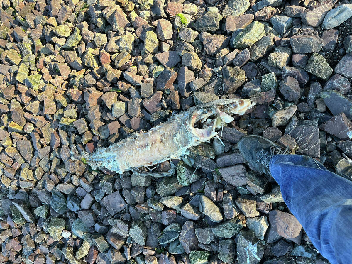 Un cadáver de tiburón visto en Coyote Point el 24 de agosto de 2022.