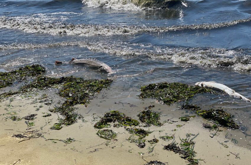  ‘Nunca habíamos visto esto antes’: los peces muertos se amontonan mientras la proliferación de algas consume la bahía de SF