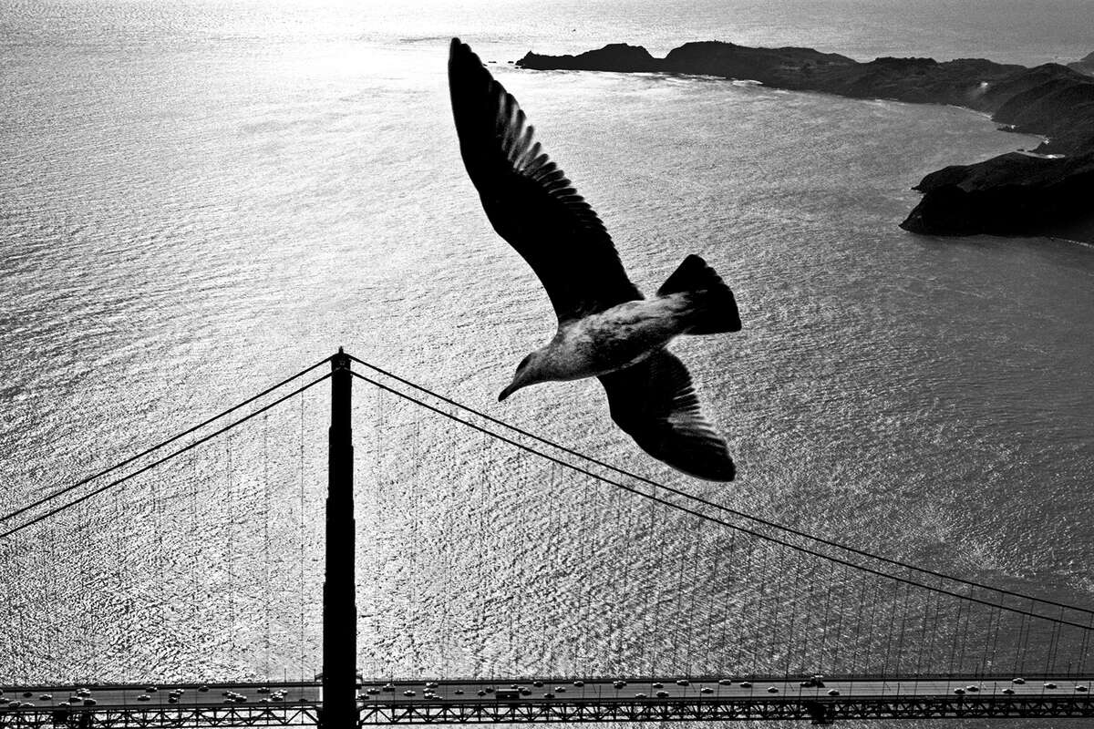 Gaviota sobre el puente Golden Gate, c. 1950