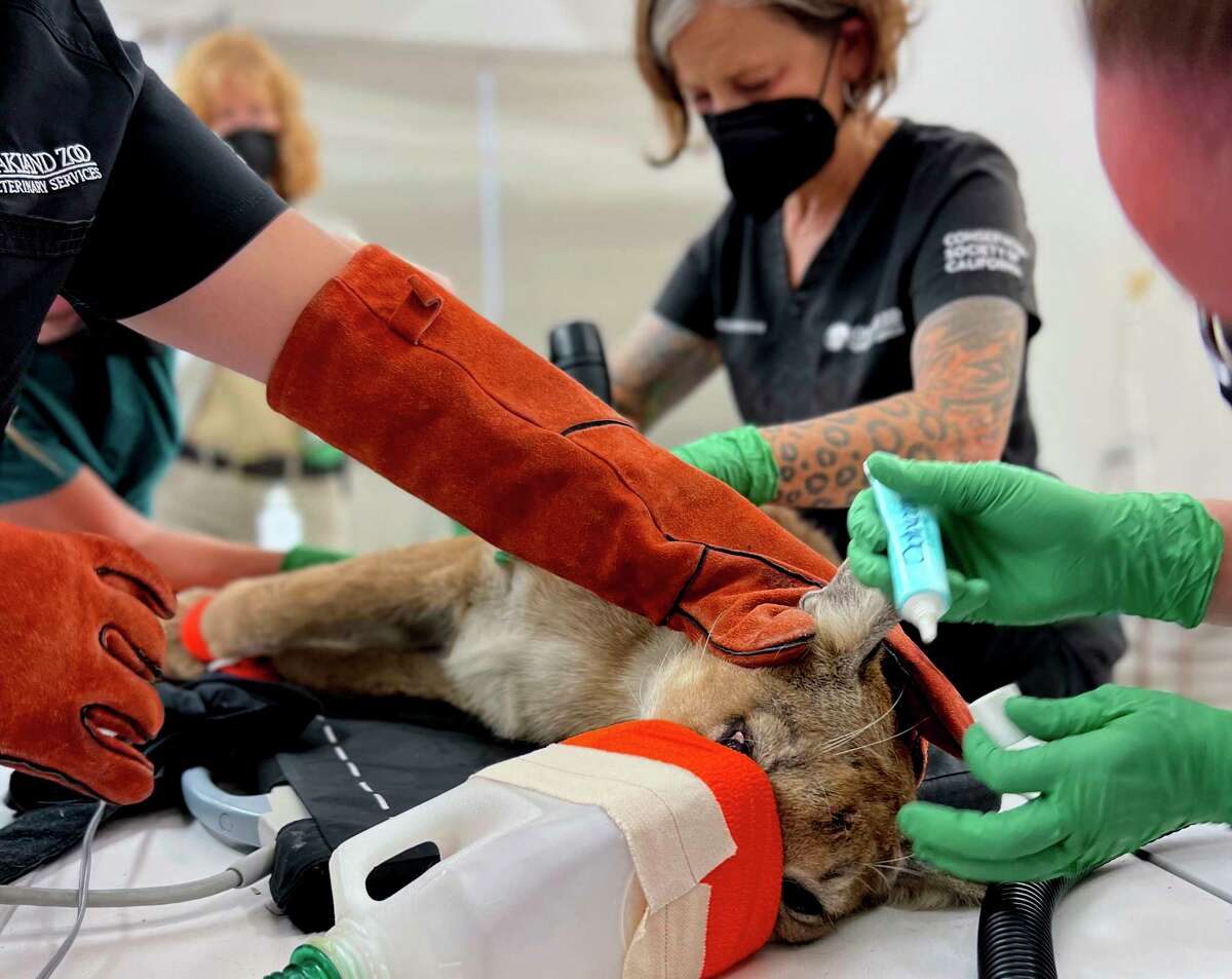 En esta foto del 26 de agosto de 2022 proporcionada por el Zoológico de Oakland, el personal del zoológico realiza una cirugía de emergencia en un león de montaña en el Zoológico de Oakland. Las autoridades dicen que el joven león de montaña que fue trasladado de urgencia al zoológico de Oakland después de que la policía le disparó murió durante una cirugía de emergencia.