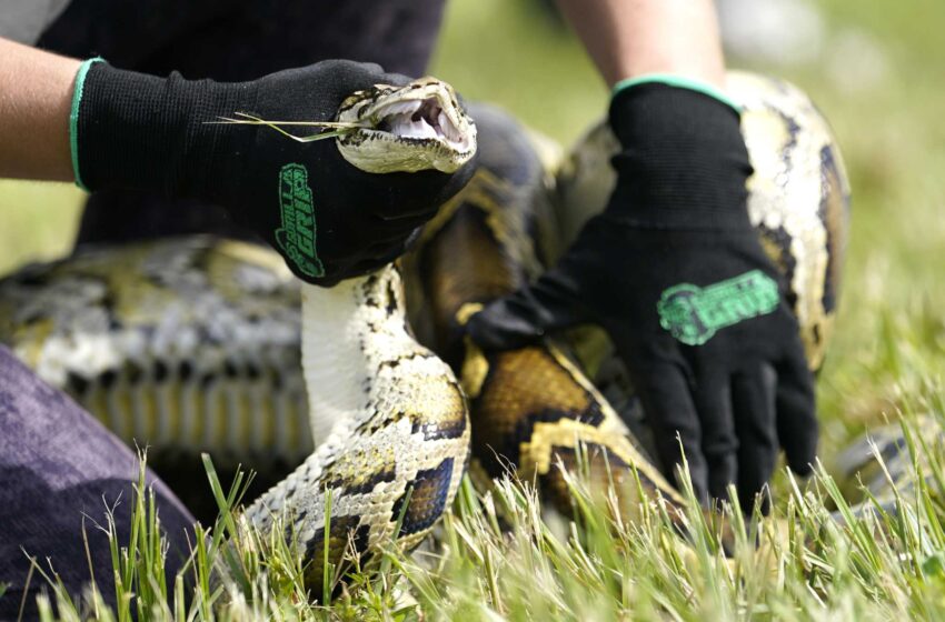  Caza de pitones 800 compiten para eliminar las serpientes invasoras de Florida