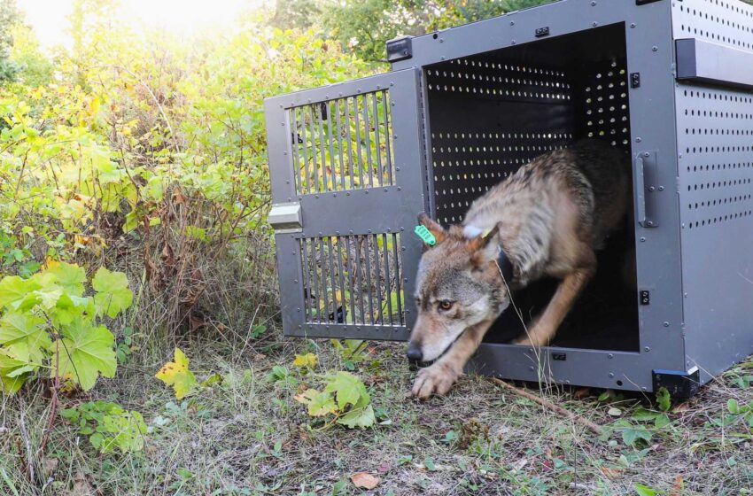  La población de lobos de la Isla Royale aumenta tras estar a punto de desaparecer