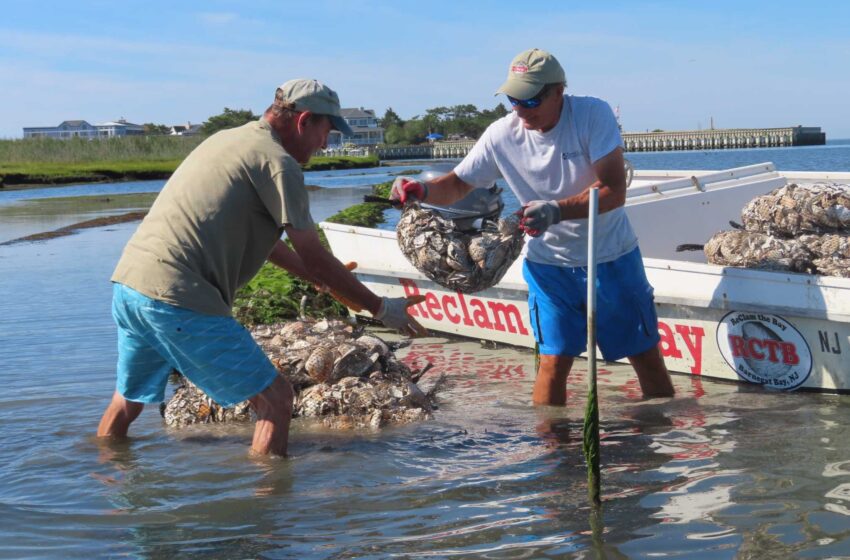  Las diminutas ostras desempeñan un papel importante en la estabilización de las costas erosionadas