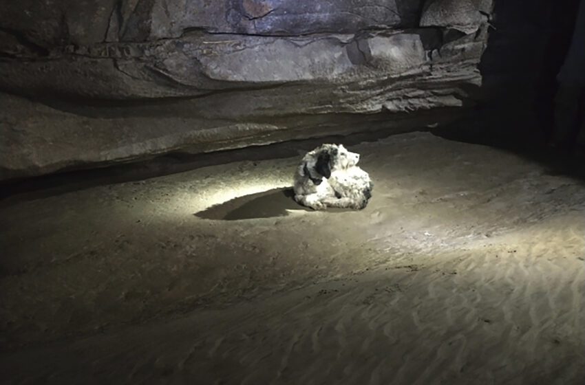  Perro, desaparecido 2 meses, encontrado vivo dentro de una cueva de Missouri