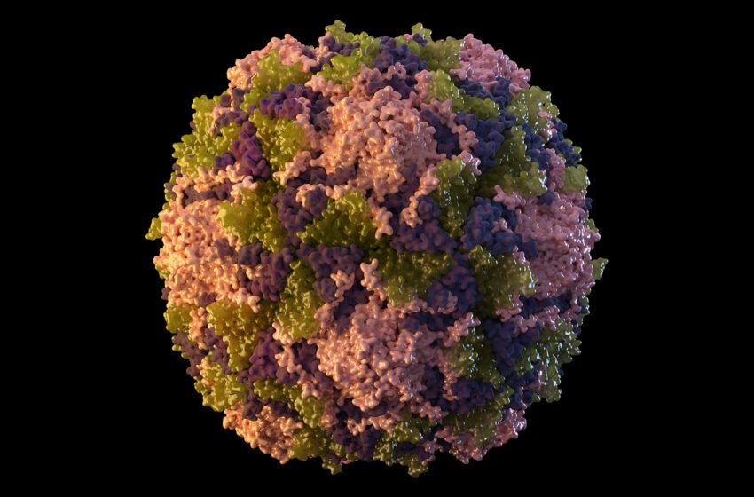  Se detecta poliomielitis en las aguas residuales de Nueva York, lo que sugiere que el virus está circulando