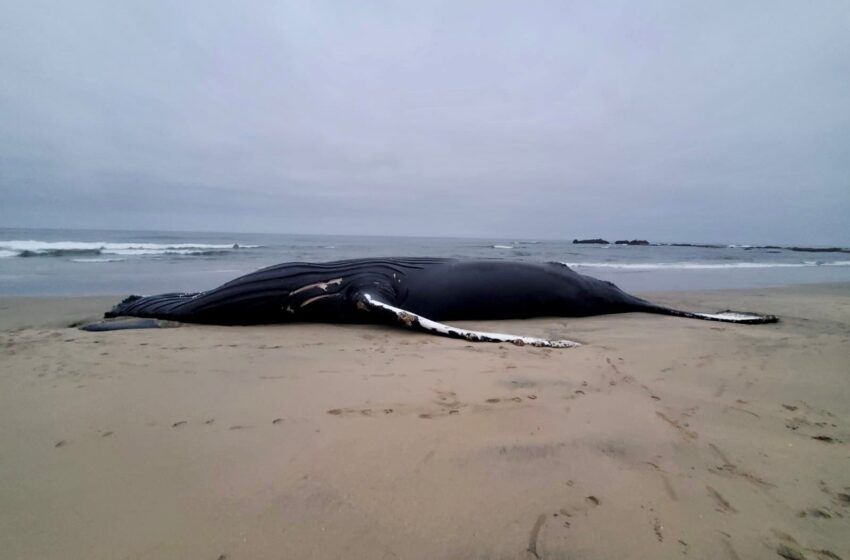  Todavía siento náuseas”: Los científicos lloran la pérdida de la ballena más conocida de California