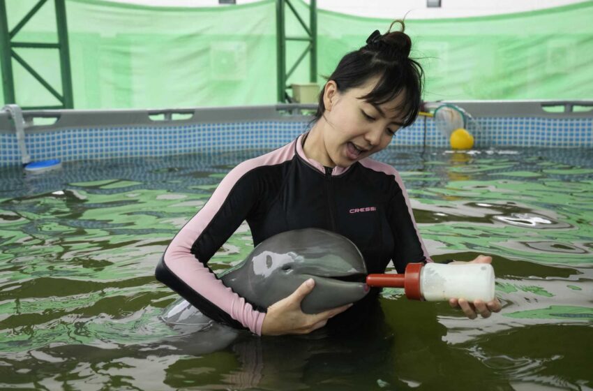  Una cría de delfín enferma mejora con leche entubada y manos amigas