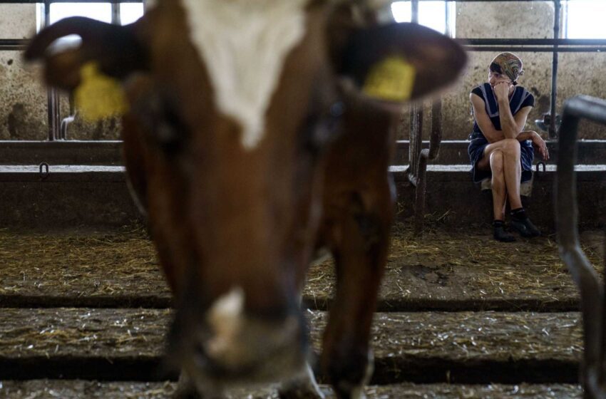  Una granja lechera en la región ucraniana de Donbas lucha por sobrevivir