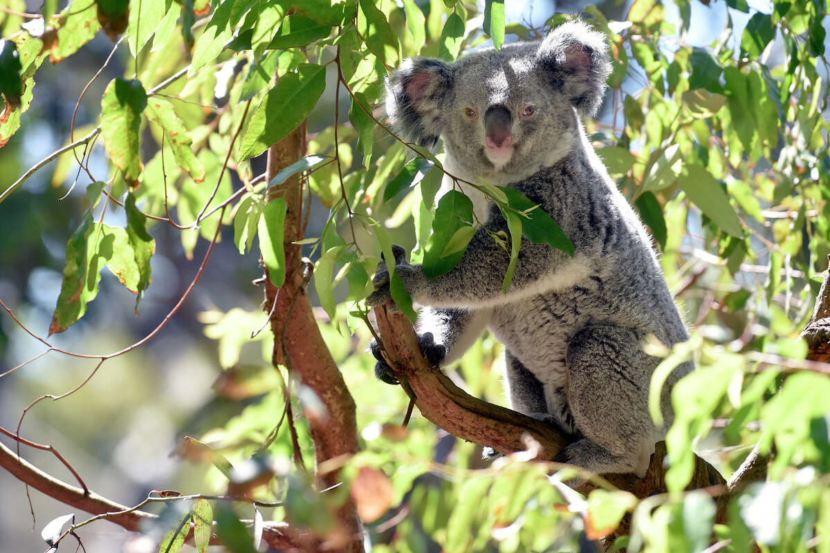 Stacey, una koala hembra de 2 años en el zoológico de San Francisco, se ve dentro de su hábitat el 6 de septiembre.