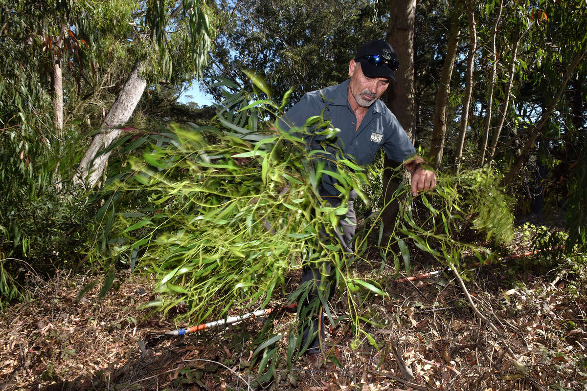 El horticultor del personal del Zoológico de San Francisco, Jorge Trujillo, cosecha ramas de eucalipto en el Parque Golden Gate para alimentar a los koalas del zoológico, el martes 6 de septiembre de 2022.