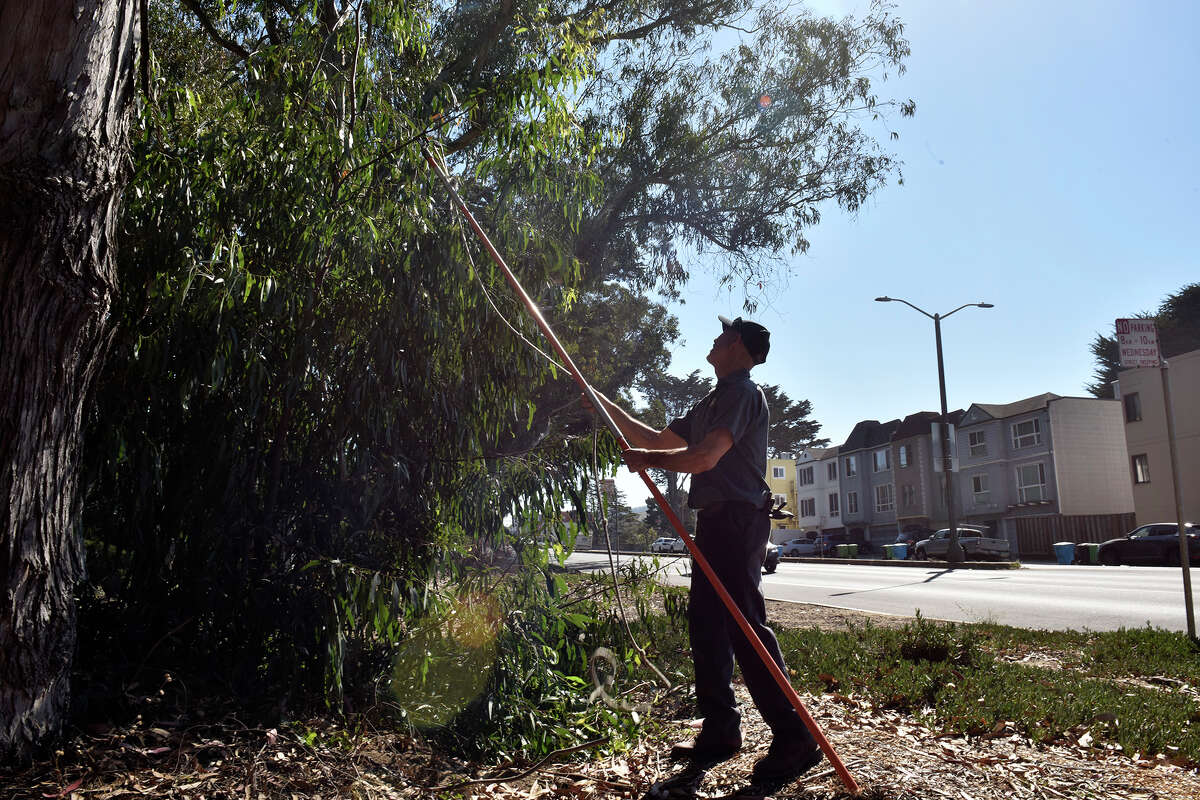 El horticultor del personal del Zoológico de San Francisco, Jorge Trujillo, cosecha ramas de eucalipto en el Parque Golden Gate para alimentar a los koalas del zoológico, el martes 6 de septiembre de 2022.