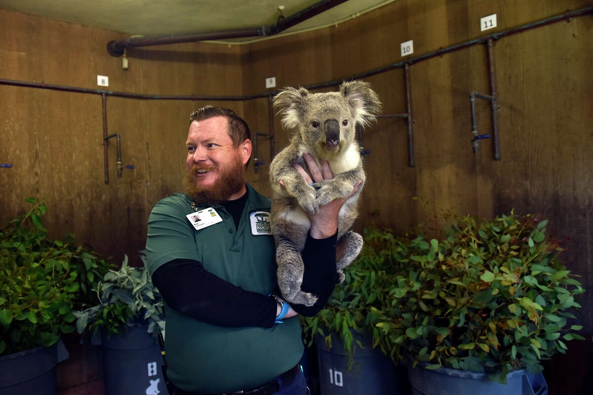 El especialista en cuidado de animales Ross Anthold carga a Cobar, uno de los dos koalas del zoológico, en el Zoológico de San Francisco el 6 de septiembre.