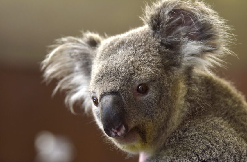  Cómo los parques de San Francisco alimentan a los koalas en el Zoológico de San Francisco