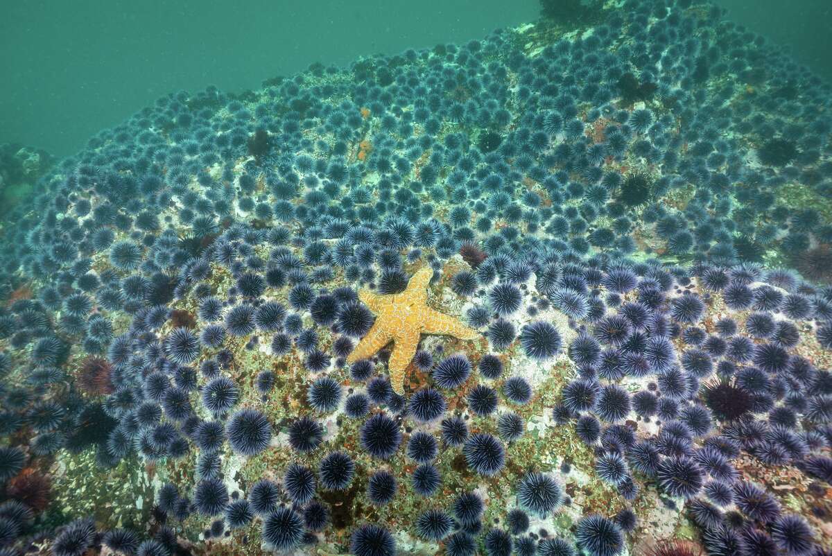 Una estrella de mar naranja ocre se aferra a un arrecife vacío en medio de un mar de erizos de mar púrpura en el Parque Estatal Mendocino Headlands en California.