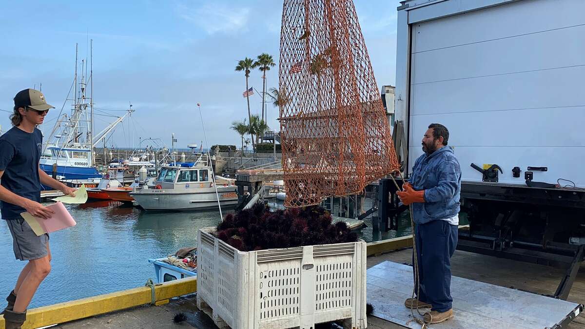 Sam Krautman, a la izquierda, del mercado de pescado de Santa Bárbara, supervisa una descarga de erizos.