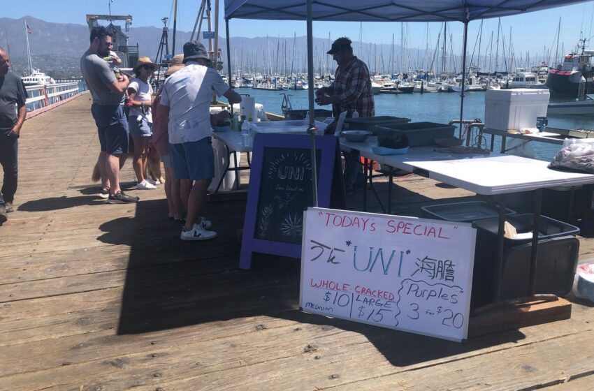  Los turistas de California hacen cola para comer erizos de mar vivos en el puerto de Santa Bárbara.