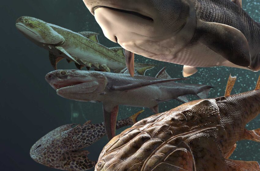  La captura de peces fósiles de China incluye los dientes más antiguos de la historia