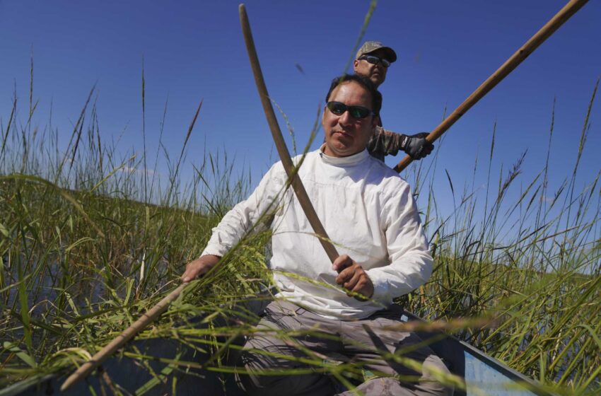  Los ojibwe de Minnesota cosechan un arroz silvestre sagrado y amenazado por el clima