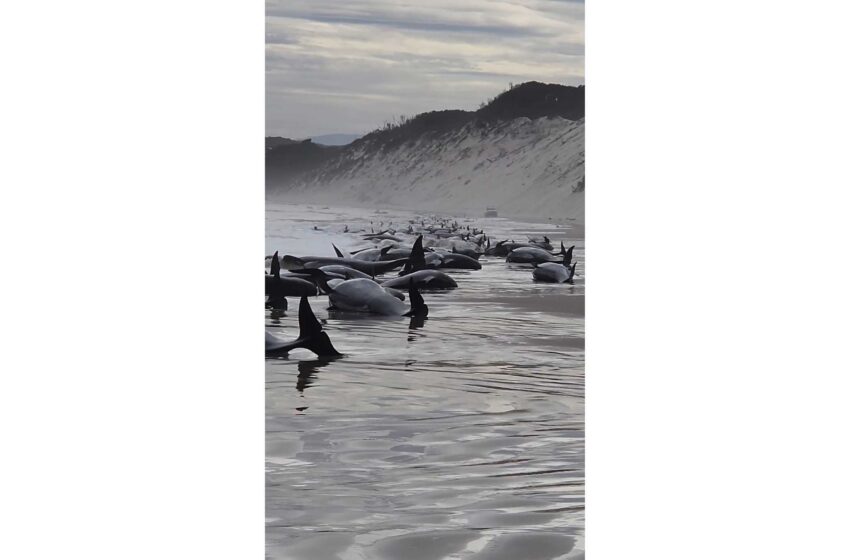  Unas 230 ballenas varadas en Tasmania; los esfuerzos de rescate están en marcha