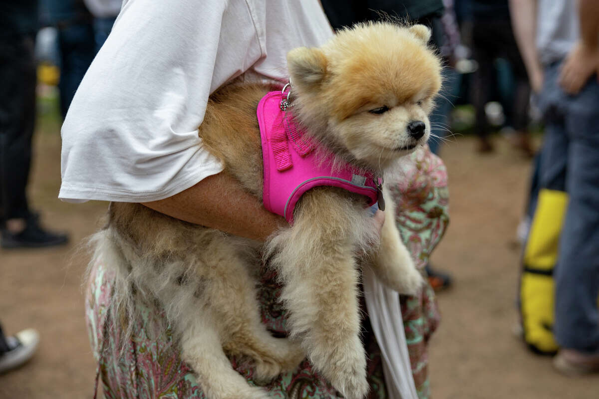 Hubo una gran presencia canina durante el regreso del Festival Hardly Strictly Bluegrass este año en el Golden Gate Park. 