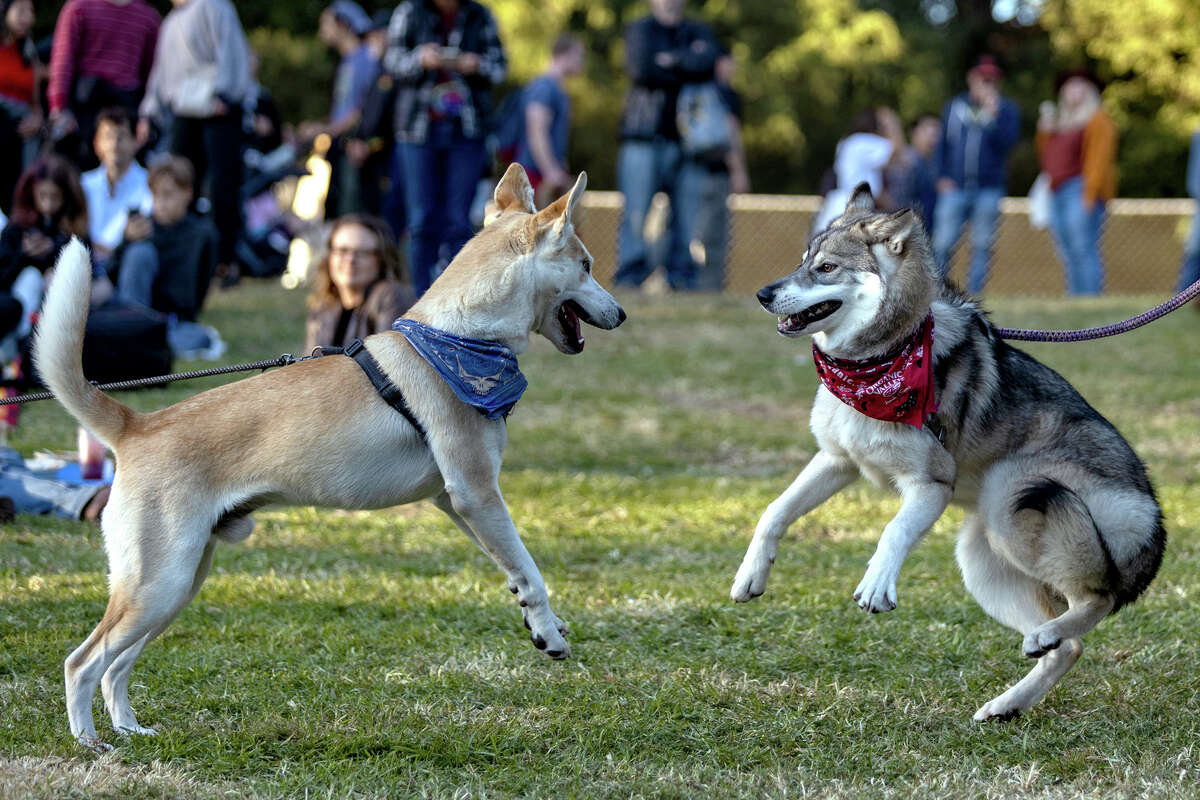 Kaiyah, a la derecha, bailando con otro perro en el Banjo Stage, el domingo 2 de octubre de 2022.