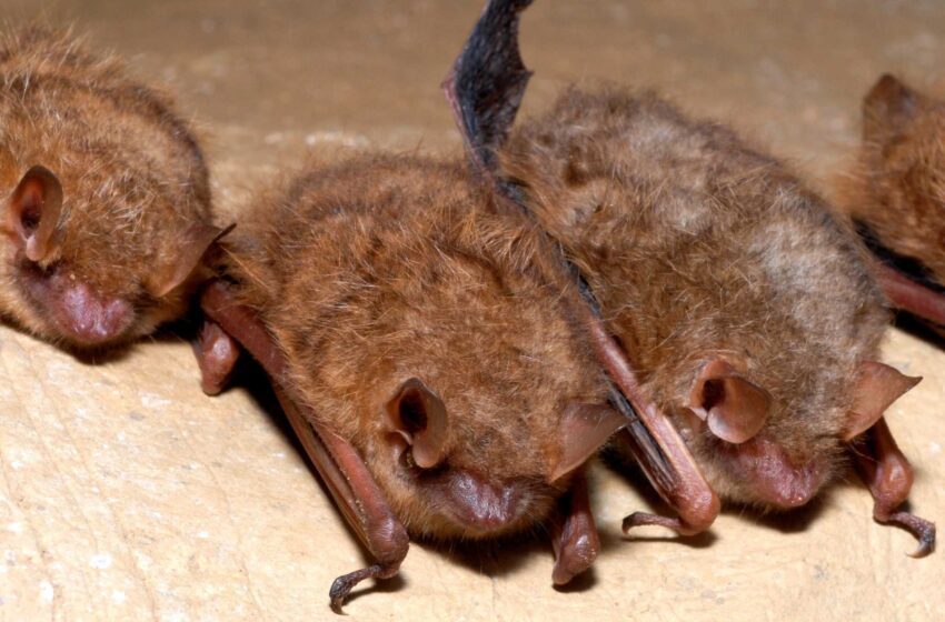  La supervivencia del murciélago más pequeño de Maryland está amenazada