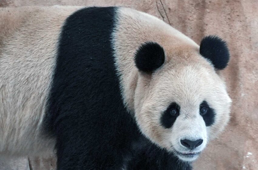  Los pandas enviados por China llegan a Qatar antes de la Copa del Mundo