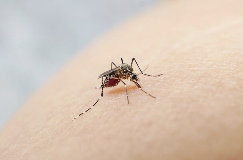  Mosquitos no nativos ‘agresivos’ invaden San José