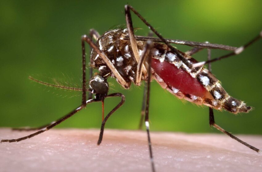  ¿Eres un imán para los mosquitos? Podría ser tu olor