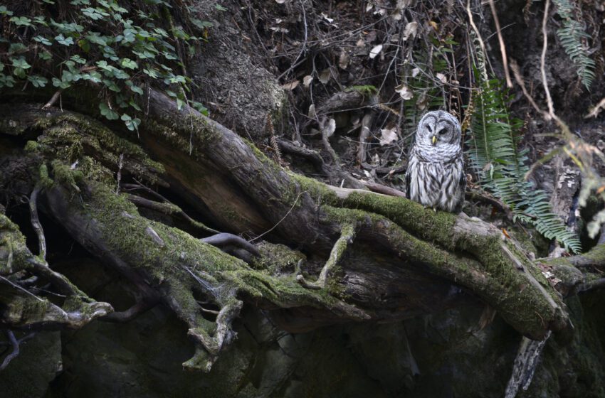  Especialistas en vida silvestre: la propagación de la gripe aviar mutada en el Área de la Bahía es como COVID para las aves